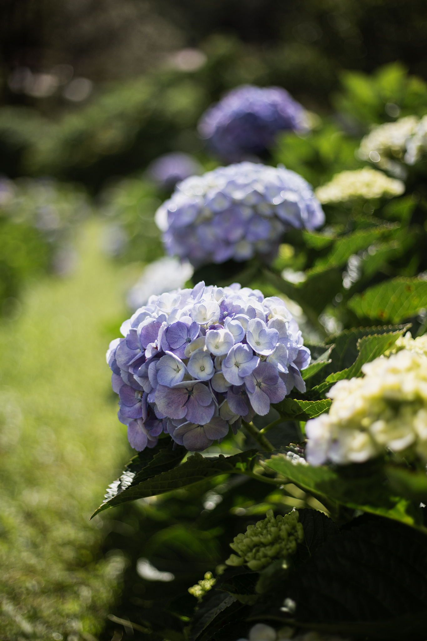 Garden gallery 9